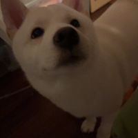 （貓）（狗）飼料、尿布