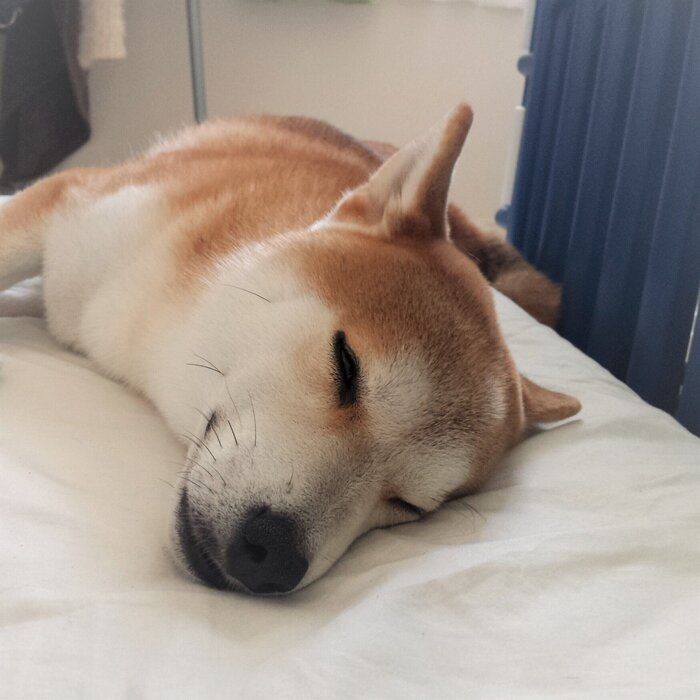 犬が すねてる と飼い主が感じるしぐさや行動を調査