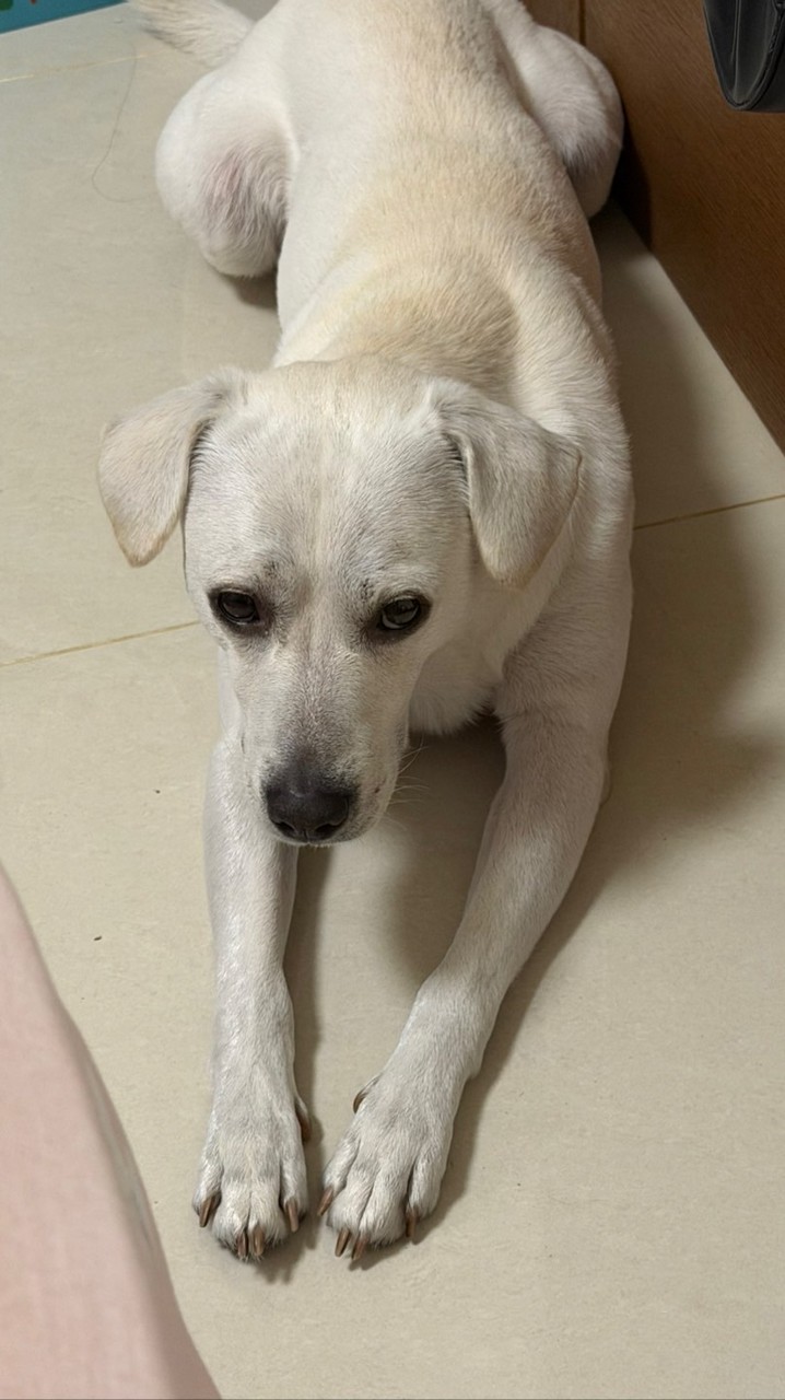 麻吉