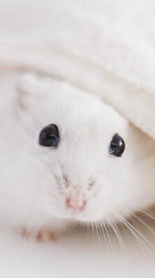純白の天使ラフレシア信者集まれぇ