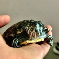可愛寵物