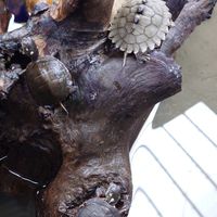 龜族世家🐢🐢🐢