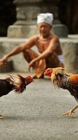 ประมูลไก่ชน ซื้อ-ขาย มาตรฐานสากล