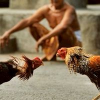 ประมูลไก่ชน ซื้อ-ขาย มาตรฐานสากล