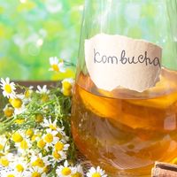 探索康普茶 Explore Kombucha 🔍🔍