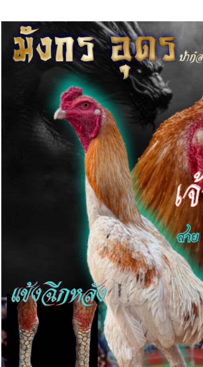 มังกร อุดร ป่าก๋อยรัวหลัง แทงหลัง