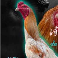 มังกร อุดร ป่าก๋อยรัวหลัง แทงหลัง
