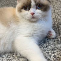 寵物相親交流社