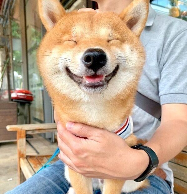 犬の 多頭飼い 経験者が語るリアルな体験談が参考になる