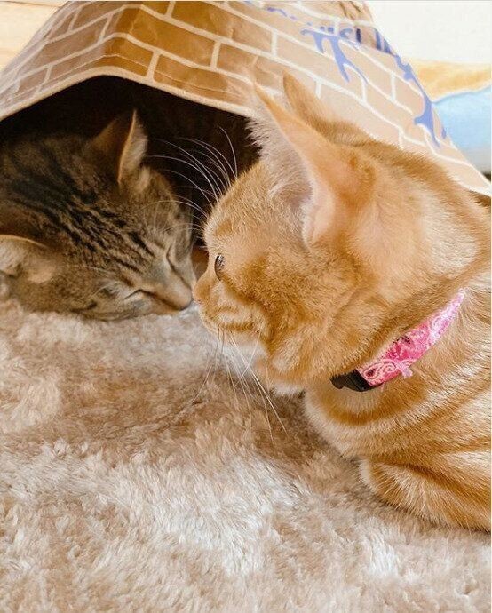 癒やされる 猫たちの鼻チュー 意外な相手も