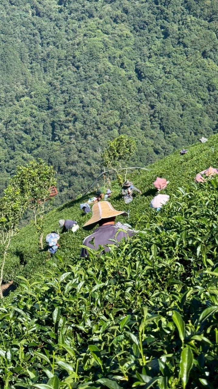 賀采茶業 茶香四溢VIP粉絲群