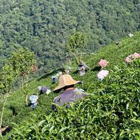 賀采茶業 茶香四溢VIP粉絲群