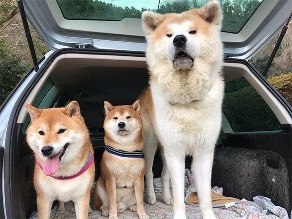 犬の室内飼い Or 外飼い 実際の飼い主のリアルな意見は