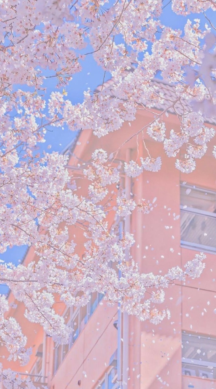 ✩`  🎀  プイファイイ  🎀  `✩