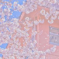 ✩`  🎀  プイファイイ  🎀  `✩