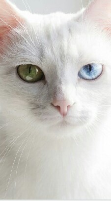 สัตว์เลี้ยงแสนน่ารัก