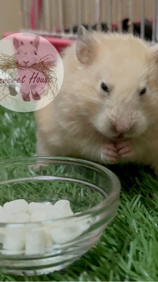 แอดมินแฮมเตอร์House 🐹