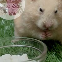 แอดมินแฮมเตอร์House 🐹