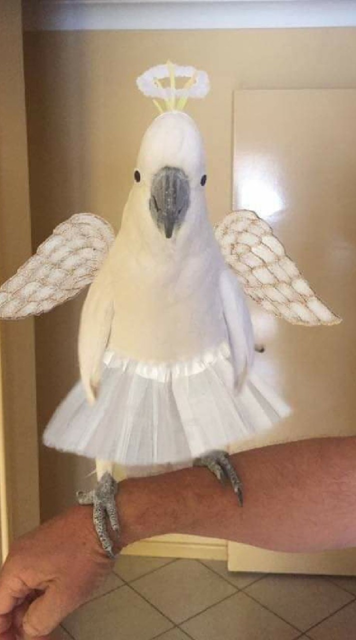小動物心情圓桌會