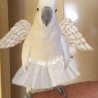 小動物心情圓桌會