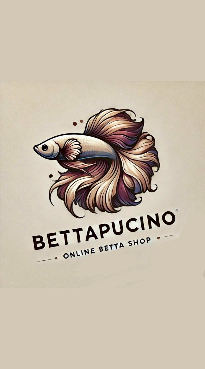 Betta Pucino  Giant HMPK / HMPK