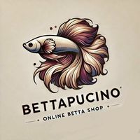 Betta Pucino  Giant HMPK / HMPK
