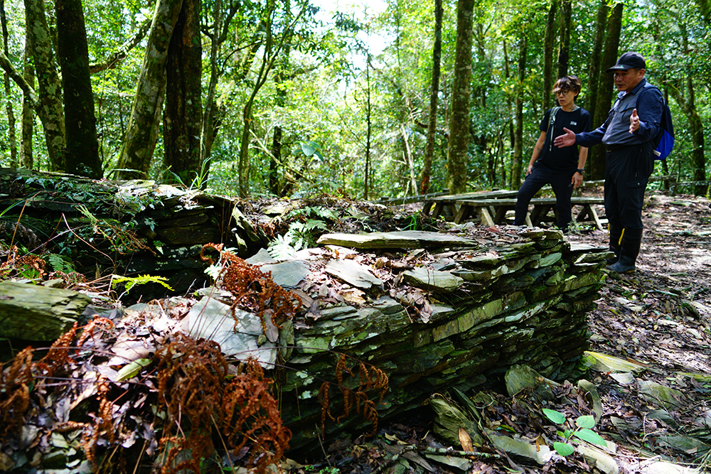 「西施花步道」與「六龜警備道」部分重疊，日治時期的石砌駁坎、駐在所和石砌排水涵洞和木炭窯依然留在山林間，低喃過往歷史。(攝影/Cindy Lee)
