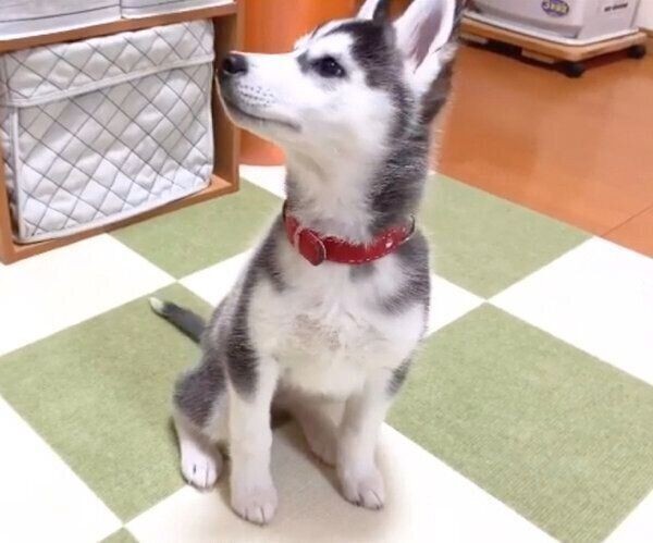 ごはん のワードに敏感なハスキー子犬 可愛すぎる反応 いぬのきもちnews