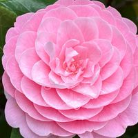 マネキャリ🍀トトノエ部