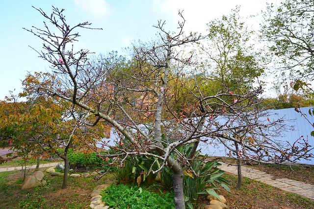 崴立機電櫻花公園