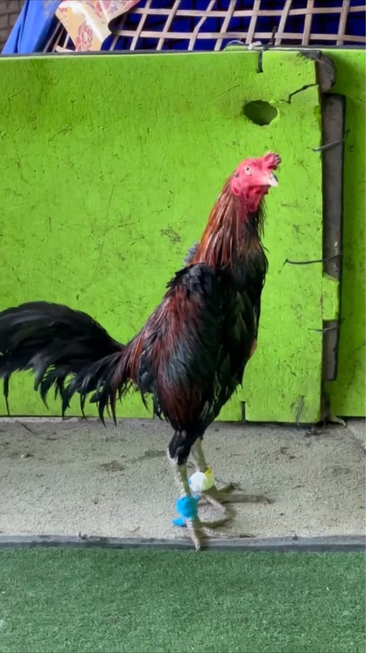 เเข้งหน้ารำวง