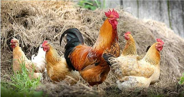 湖南驚爆H5N1禽流感　歐洲多國同傳H5N8疫情