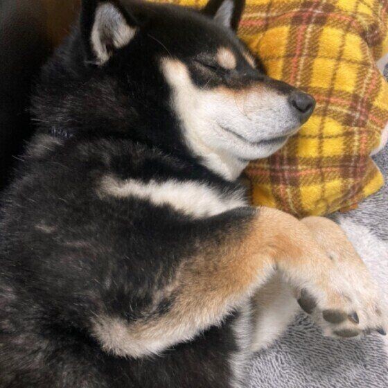 犬が自分のおしりを舐めるのは異変のサイン