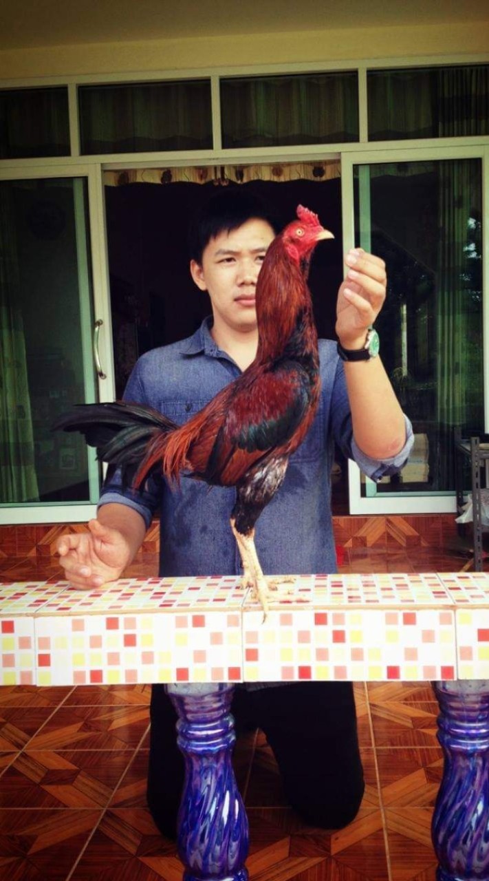 ชินณพัฒน์ไก่ชนคัดผ่าน (เชียงราย)