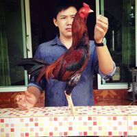 ชินณพัฒน์ไก่ชนคัดผ่าน (เชียงราย)