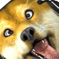 🐶犬居ねこまる。悪犬会🐾