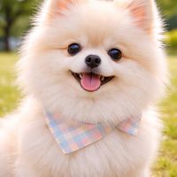 博美小宇宙🐾