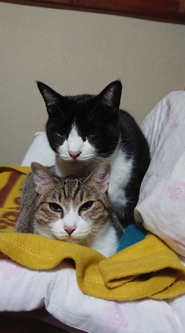 👑愛猫👑  猫を可愛がって大事にしている人の部屋