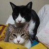 👑愛猫👑  猫を可愛がって大事にしている人の部屋