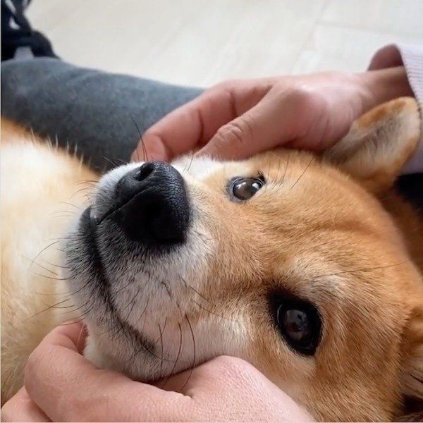 妹ちゃんに寝かしつけてもらう柴犬 されるがままの姿