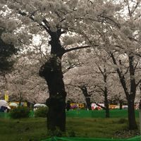 Wings 名工大ジョギングクラブ(サークル)