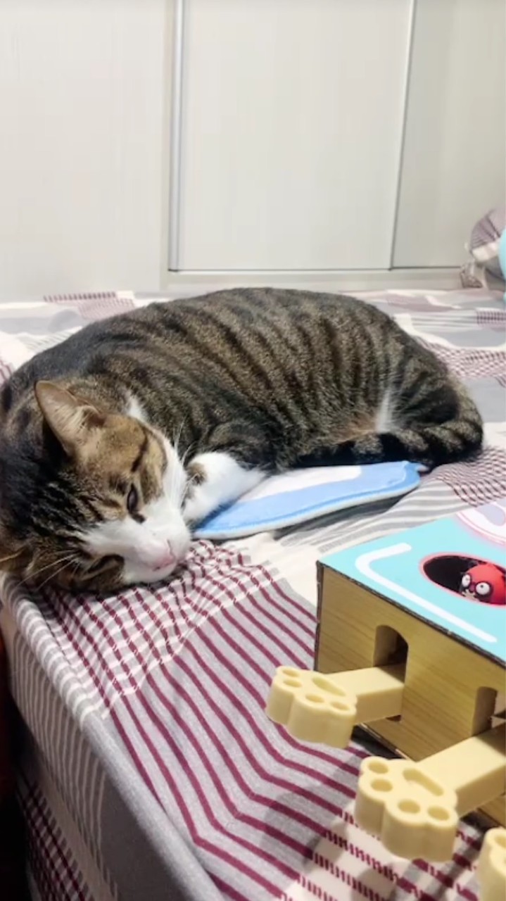 土豆仔
