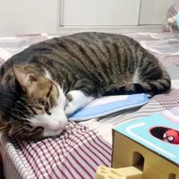 土豆仔