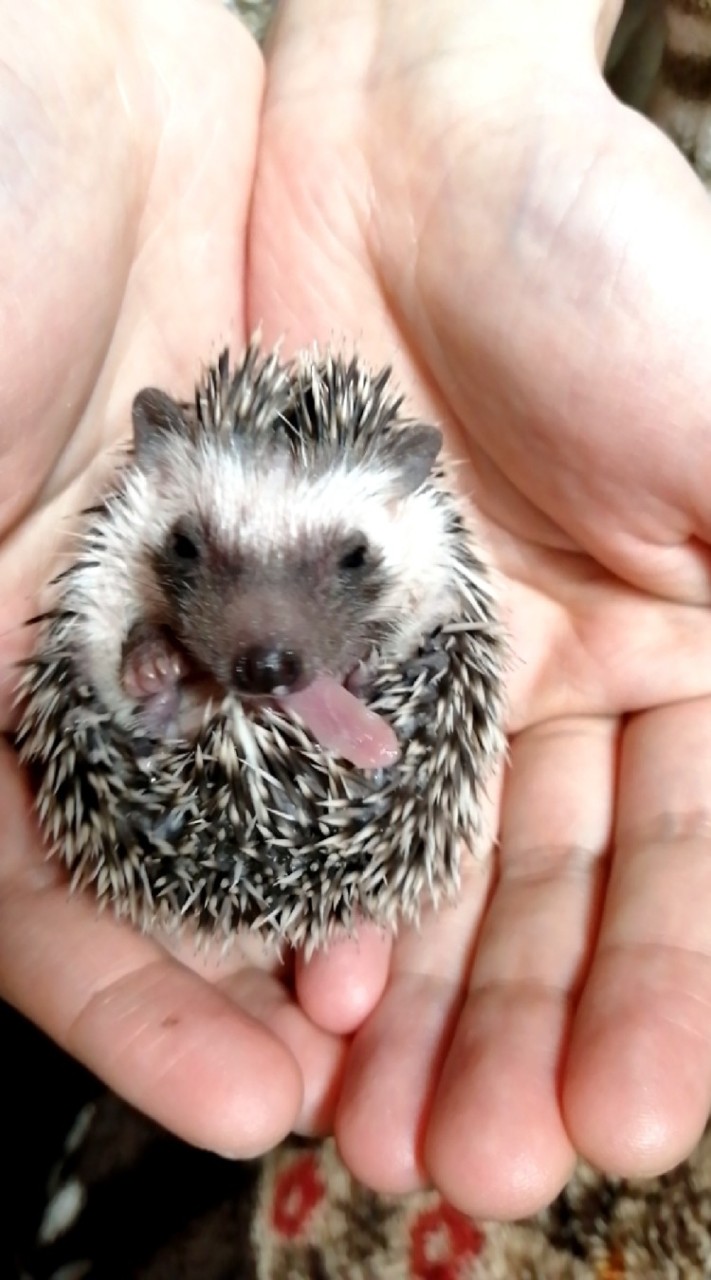 ハリネズミ🦔だ～いすき♥北関東