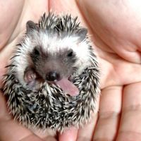 ハリネズミ🦔だ～いすき♥北関東
