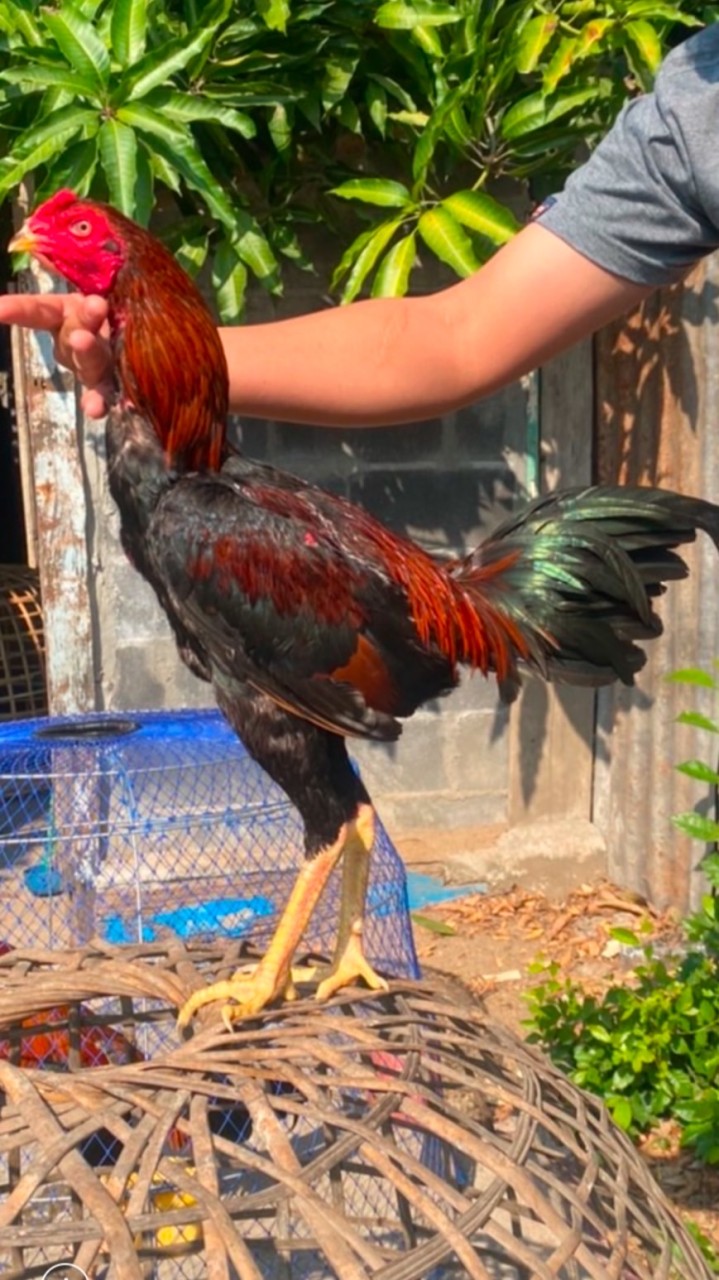 กระจกไก่ชน