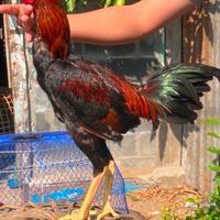 กระจกไก่ชน