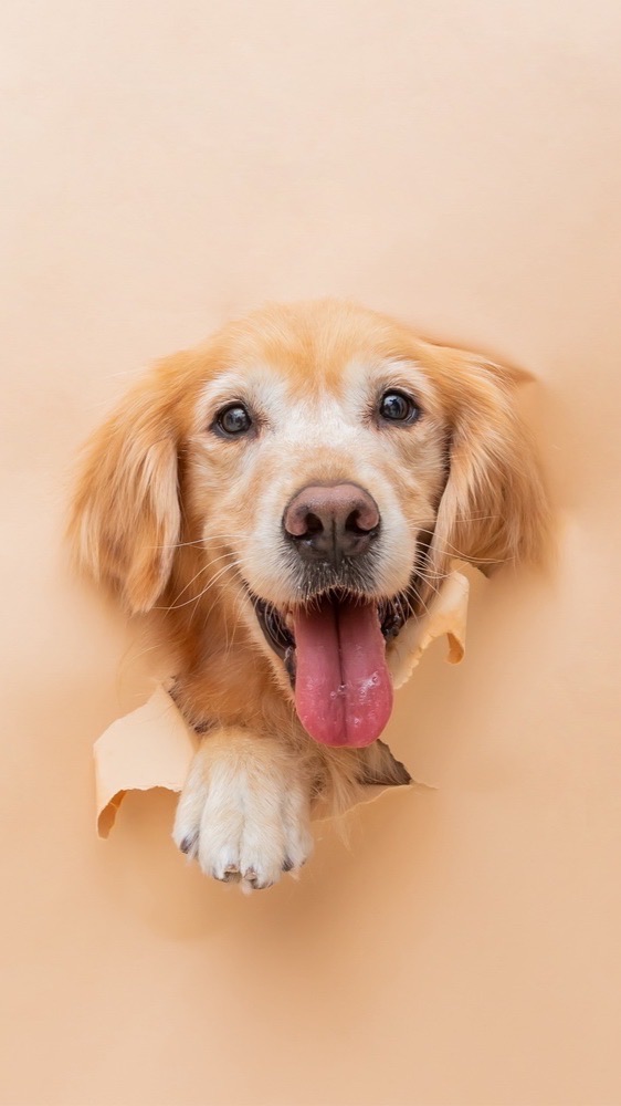 桃園地區黃金獵犬聚集地