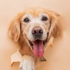 桃園地區黃金獵犬聚集地