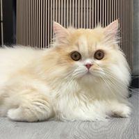 mabao寵物用品韓國🇰🇷代購